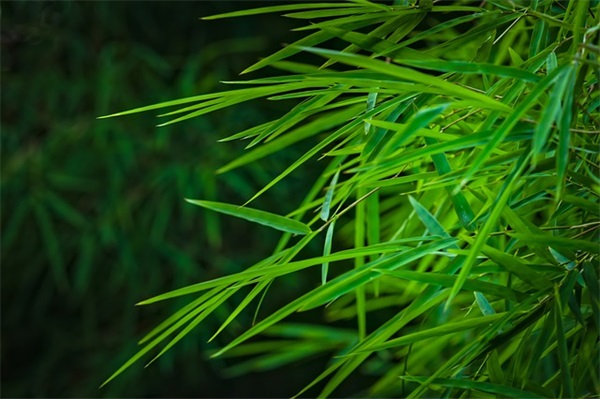罗非鱼怎么做？教你做出美味可口的罗非鱼！