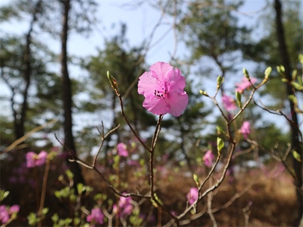 四川泡菜怎么做？有没有视频教程？