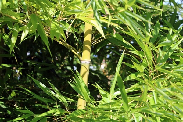 炫舞网名女生古风