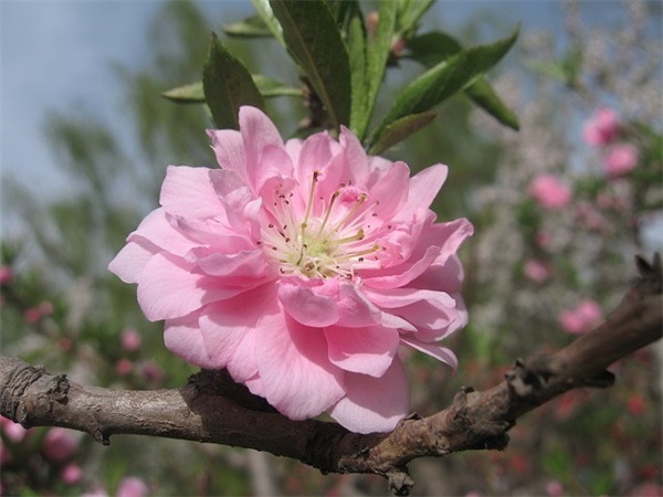 2025年春节特色祝福语58句 2025年春节特色祝福语58句