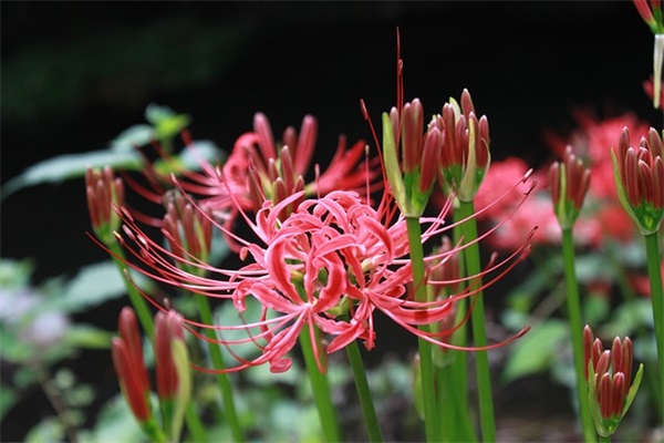 有关感恩教师节祝福短信