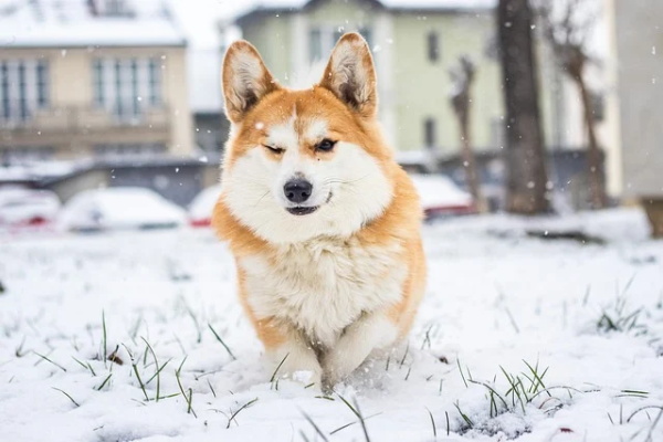 小雪节气文案祝福语 小雪节气走心文案