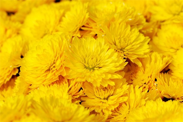 教师节高级文案(教师节祝福语高级文案)