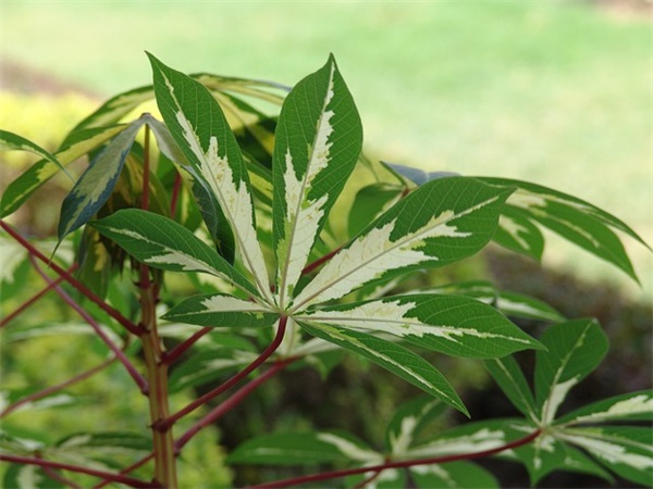跟动物有关的英语谚语