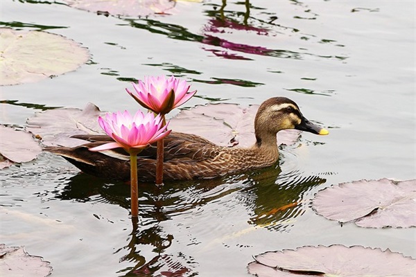 中秋节祝福语领导 中秋节祝福语大全 中秋节祝福语领导 中秋节祝福语大全