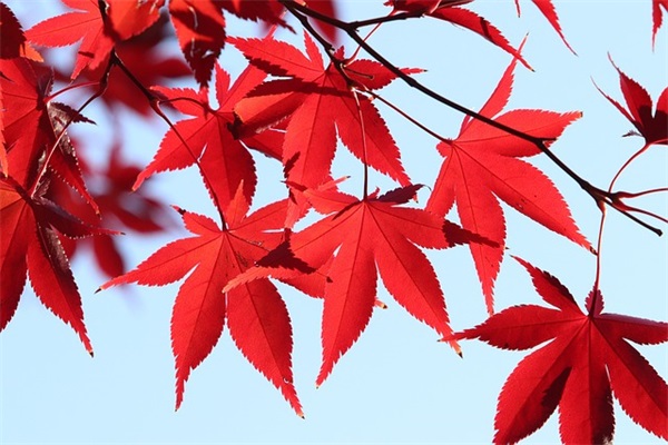 春节朋友祝福语简短优美