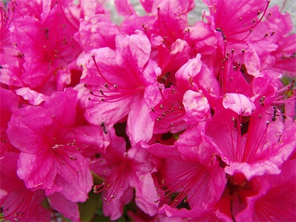 五年级家长寄语100字-100句