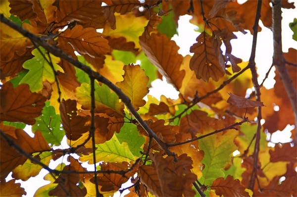 家长对小学生寄语怎么写-100句