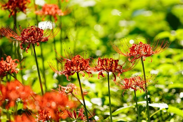 生活小常识范例6篇 生活小常识范例6篇