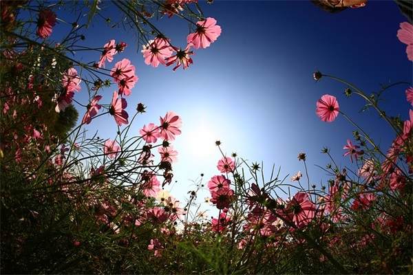 如水般清纯沁人心扉短语 曾经的心醉的一句话