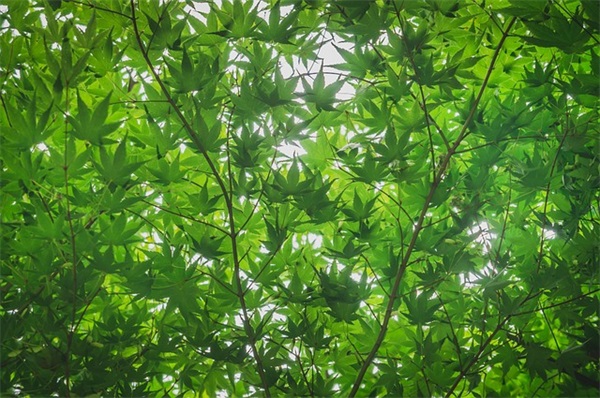 带虎的个性网名