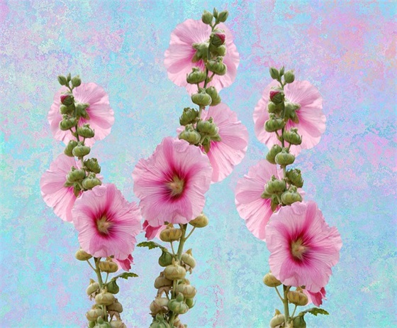 十八岁生日寄语简短句子-52句 十八岁生日寄语简短句子-52句