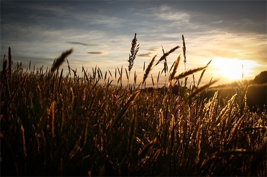 描写书的优美的句子