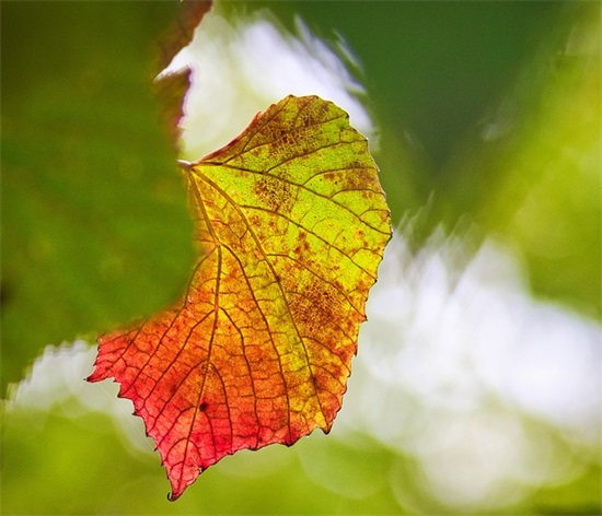 毕业分离的句子大全 毕业分离的句子