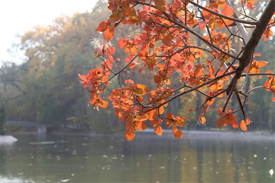 简短的爱情句子88句