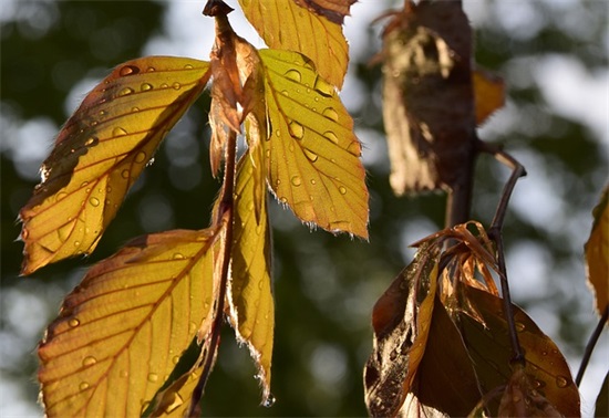 晚安优美祝福句子