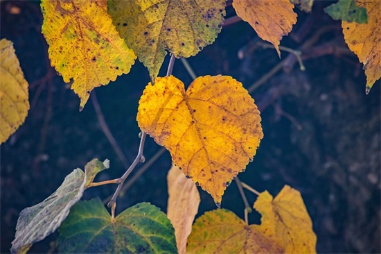 心痛的句子句句刺心 心痛的句子句句刺心