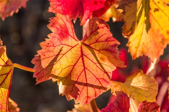 赞美老师的句子简短10字