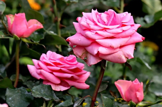 关于真善美的作文(通用25篇)