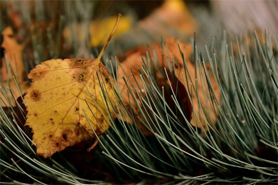 白内障莎普爱思广告词