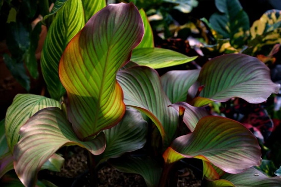 神雕侠侣中描写小龙女的句子精选126句