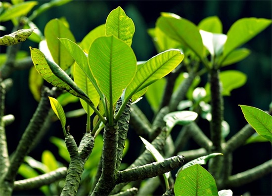 讽刺爱情虚伪的句子