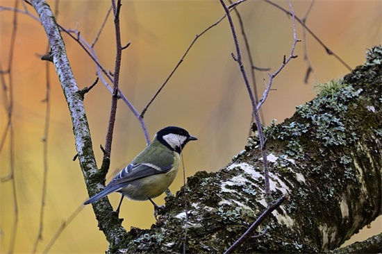 安全工作金点子