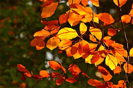 马年四字祝福语大全52句