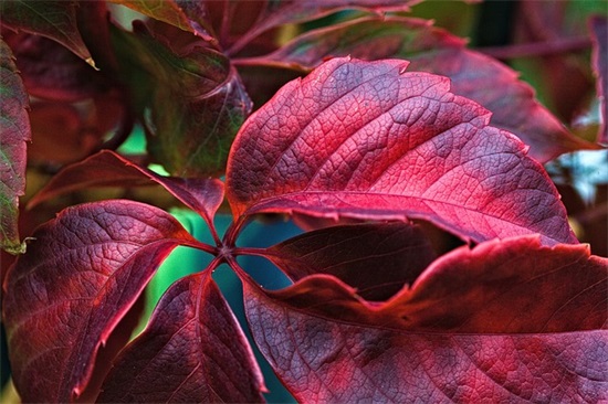 亲朋好友新婚祝福语