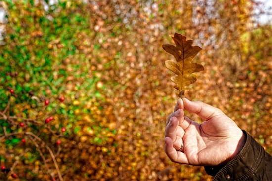 描写父爱母爱的优美句子摘抄