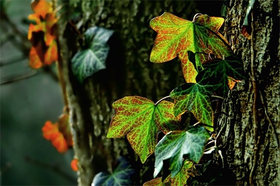 女儿生日祝福语7岁44句