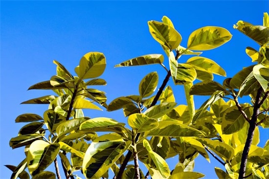 适合立秋发的朋友圈说说文案(立秋早安心语祝福语)