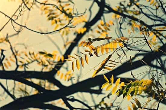 羊年企业祝福语33句