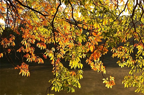 简短的结婚祝福语古风