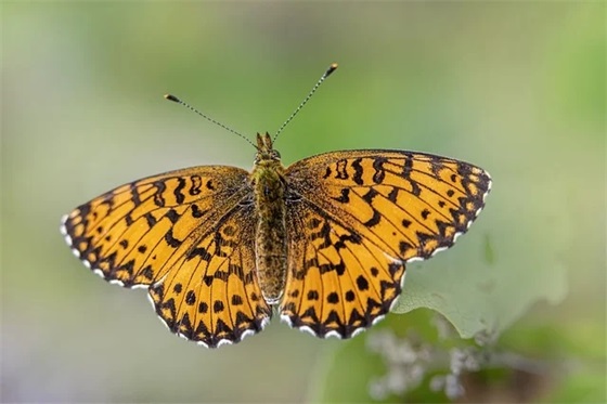 祝朋友元宵节快乐祝福语(祝朋友元宵节快乐的句子)