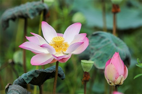 2026兔年新春四字祝福语 2026春节四字祝福语