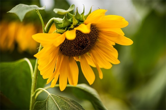 祝福老公事业顺利的话 祝老公平安顺利祝福语