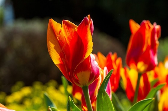 今天高考祝福语发朋友圈