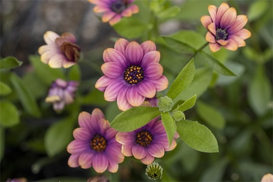 父亲70岁生日儿女祝福语 老人70大寿祝福语