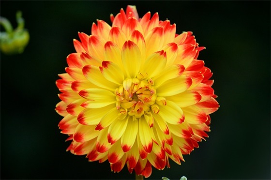 抖音2026妇女节祝福文字 妇女节微信文案