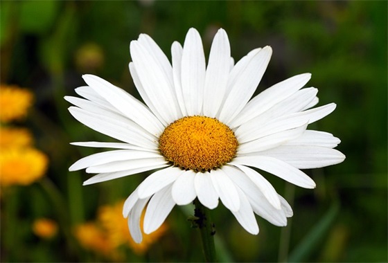 妇女节微信文案 抖音2026妇女节祝福文字