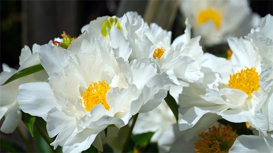 精选的圣诞祝福短信大全 圣诞祝福短信