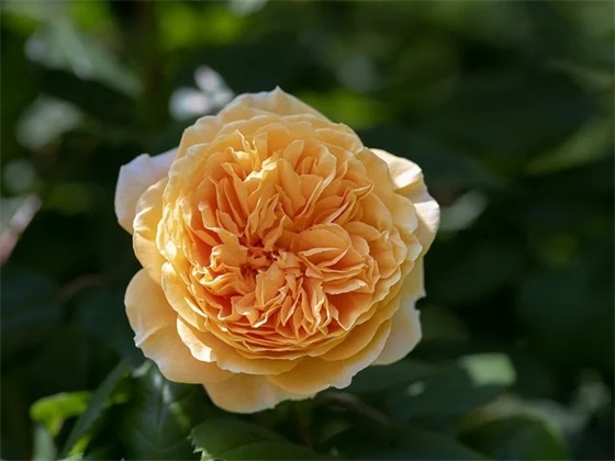 端午节的搞笑祝福短信45句