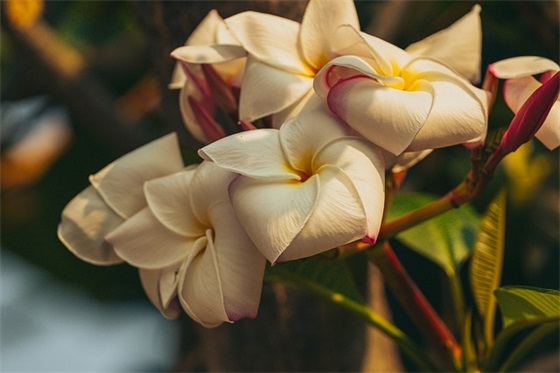 二十五年银婚祝福语 结婚二十五年祝福语
