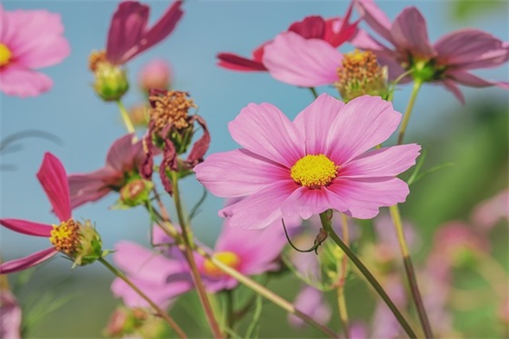 生日文艺的祝福语