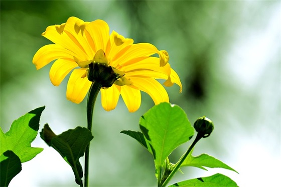 形容赞美老师的文案(祝福老师的文案)