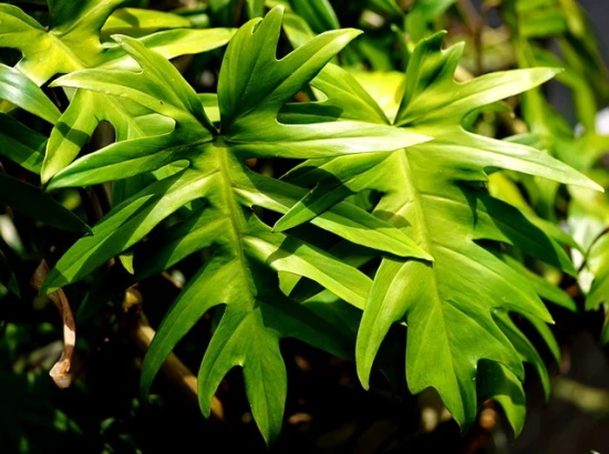 毕业祝福语幽默搞笑