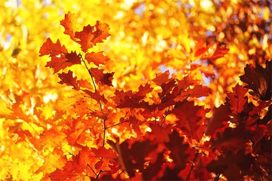 校园学生的升学祝福文案