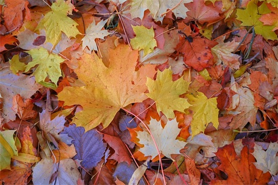 被亲情伤透了心的句子 讽刺亲情冷淡的句子