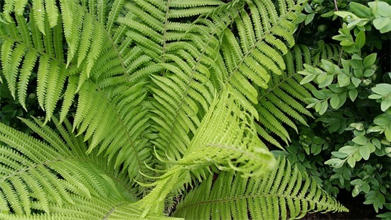 新婚铺床祝福语